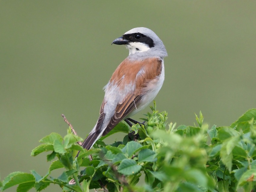 Averla piccola  (Lanius collurio)